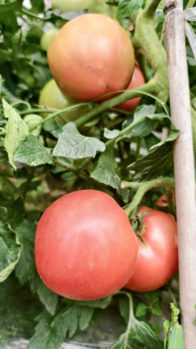 江阳区先锋村：特色产业西红柿成“致富果”