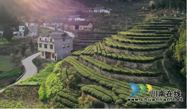 苗岭秘境‘出圈’记:一片茶叶如何撬动马嘶的文旅狂想曲? ——马嘶苗族乡三产联动打造赤水河左岸茶旅新高地(图3) 3.jpg