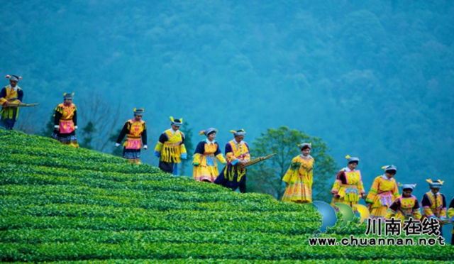 苗岭秘境‘出圈’记:一片茶叶如何撬动马嘶的文旅狂想曲? ——马嘶苗族乡三产联动打造赤水河左岸茶旅新高地(图1) 1.jpg