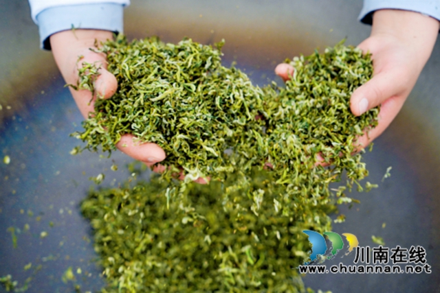 苗岭秘境‘出圈’记:一片茶叶如何撬动马嘶的文旅狂想曲? ——马嘶苗族乡三产联动打造赤水河左岸茶旅新高地(图9) 9.jpg