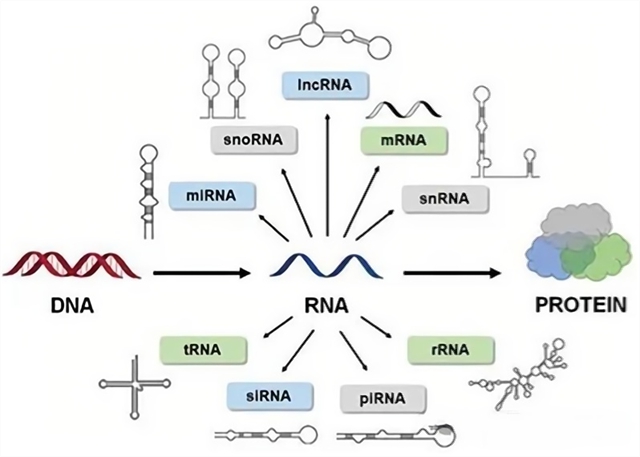 学术前沿｜非编码核酸生命活动的 "幕后指挥官"—— 张春祥教授团队带你探索医学新蓝海