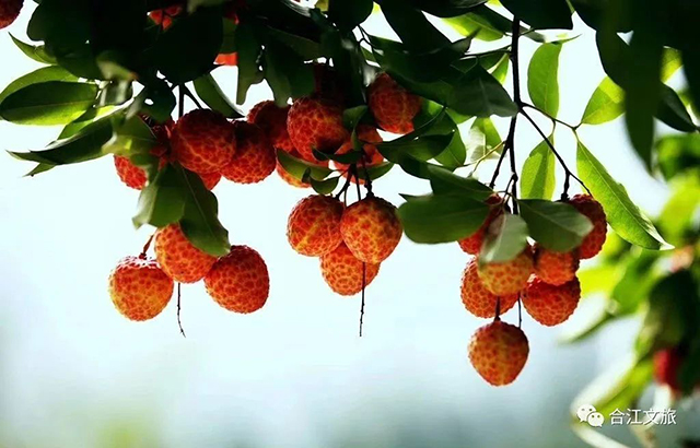 《长安的荔枝》即将开播,里面藏着泸州的荔香(图3) 3.jpg