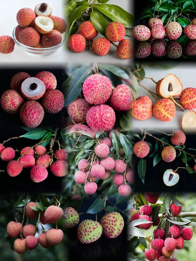 《长安的荔枝》即将开播,里面藏着泸州的荔香(图7) 7.jpg