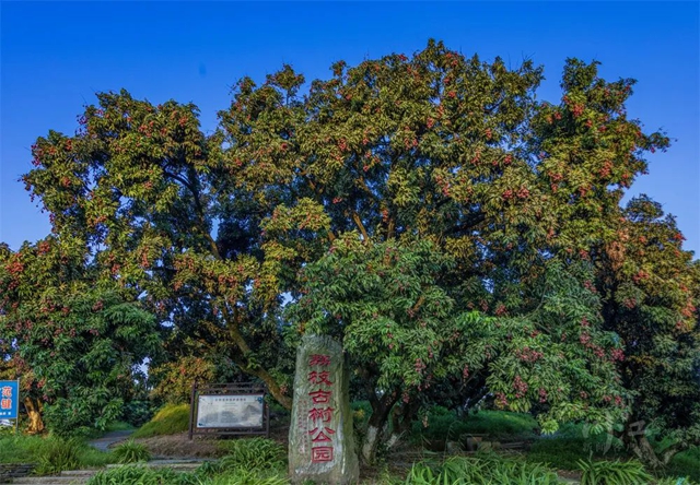 从《长安的荔枝》到泸州荔枝：追溯历史，探寻泸荔贡京路线图