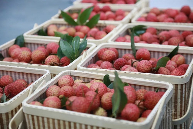 从《长安的荔枝》到泸州荔枝:追溯历史,探寻泸荔贡京路线图(图3) 64003.jpg