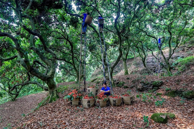 从《长安的荔枝》到泸州荔枝:追溯历史,探寻泸荔贡京路线图(图5) 64005.jpg