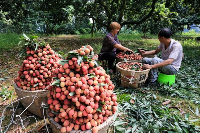 从《长安的荔枝》到泸州荔枝:追溯历史,探寻泸荔贡京路线图(图6) 64006.jpg