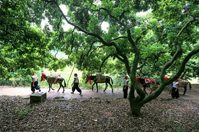 从《长安的荔枝》到泸州荔枝:追溯历史,探寻泸荔贡京路线图(图7) 64007.jpg