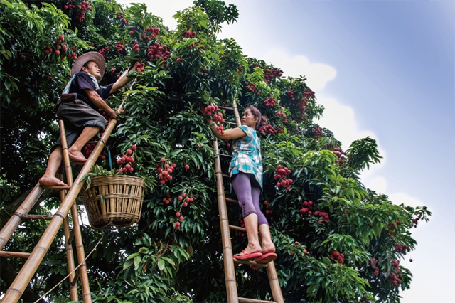 从《长安的荔枝》到泸州荔枝:追溯历史,探寻泸荔贡京路线图(图9) 64009.jpg