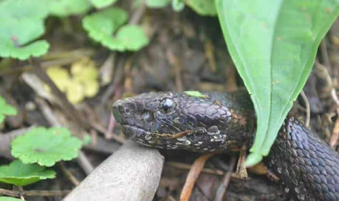 蛇出没请注意!泸州市人医储备有抗蛇毒血清,关键时刻能救命!(图9) 9.png