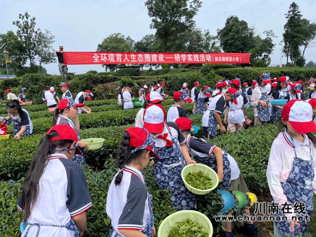 叙永银顶小学开展“茶韵稻香伴夏行•童心研学乐无边”全环境育人研学实践活动