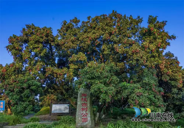 历史寓言中的廉政启示——评《长安的荔枝》看合江晚熟荔枝产业发展