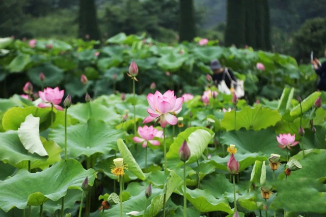 泸州的荷花开了！乘公交赴一场夏日“荷”约吧