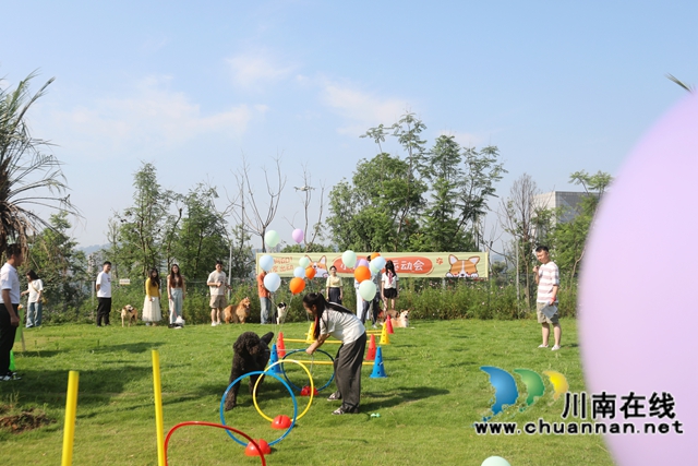 小狗撒欢运动会现场，在主人充满爱意的引导下，萌宠们灵巧地跃过围栏，敏捷地穿过洞圈。 (1).JPG