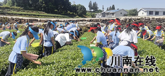 叙永镇东大街小学开展“茶山拾趣探茶韵 研学之行助成长”主题研学活动