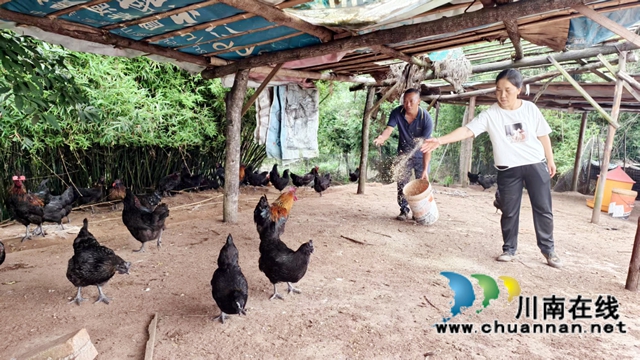 纳溪：夫唱妇随  返乡巧养“林下鸡”稳赚不赔