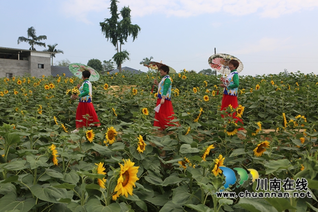 泸县牛滩镇：打造“一举夺葵”到“花好月圆”花经济升级版