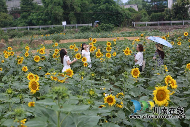 向日葵花海，游人如织（曾佐然摄）.JPG