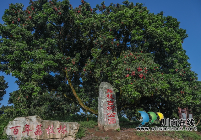 穿越千年的荔香 历史与现实的“甜蜜”对话——从《长安的荔枝》到合江晚熟荔枝的文化巡礼(图1) 1.jpg
