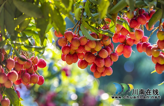 穿越千年的荔香 历史与现实的“甜蜜”对话——从《长安的荔枝》到合江晚熟荔枝的文化巡礼(图4) 4.jpg