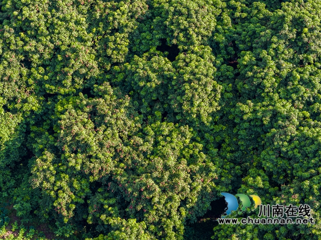 穿越千年的荔香 历史与现实的“甜蜜”对话——从《长安的荔枝》到合江晚熟荔枝的文化巡礼(图6) 6.jpg