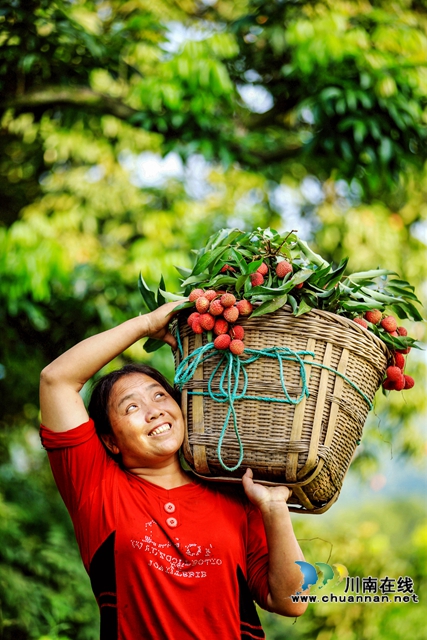 穿越千年的荔香 历史与现实的“甜蜜”对话——从《长安的荔枝》到合江晚熟荔枝的文化巡礼(图7) 7.jpg