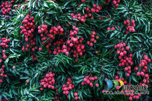 穿越千年的荔香 历史与现实的“甜蜜”对话——从《长安的荔枝》到合江晚熟荔枝的文化巡礼(图8) 8.jpg