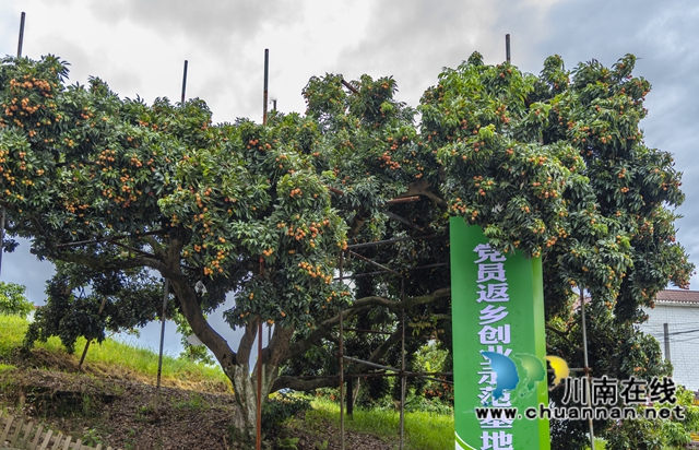 穿越千年的荔香 历史与现实的“甜蜜”对话——从《长安的荔枝》到合江晚熟荔枝的文化巡礼(图9) 9.jpg