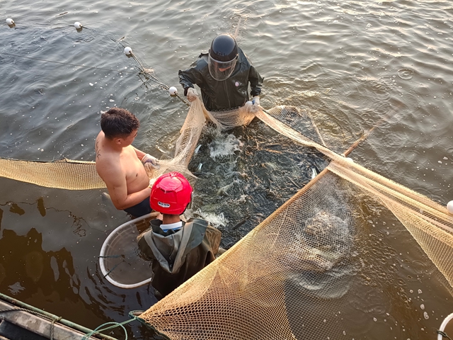 智慧养殖 高温商机｜泸县巨型桶养殖鲈鱼高调上市