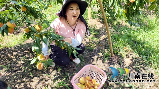 纳溪合面镇黄桃飘香：集体经济壮起来 农民钱包鼓起来