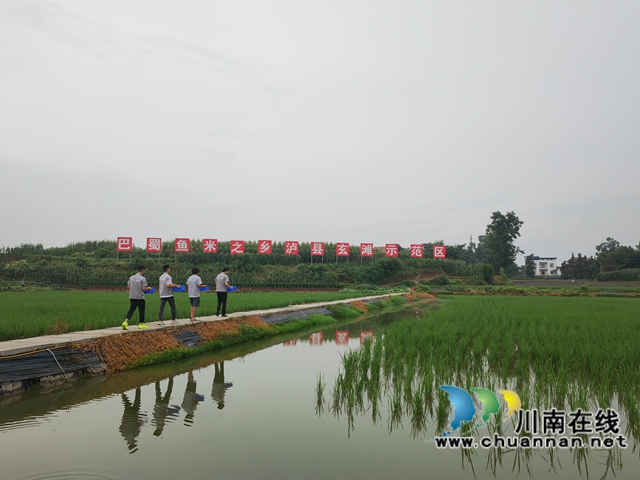 泸县双稻双虾基地养殖大头虾一万亩