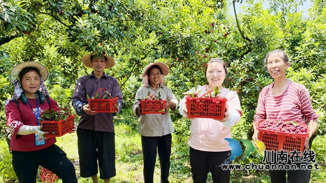 纳溪合面镇：回乡种杨梅11年 农家女闯出“香甜”致富路
