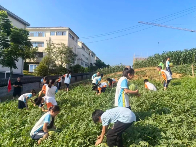 一校一景 | 劳动实践·摘西瓜!泸州这所学校的西瓜别样甜(图1) 1.jpg