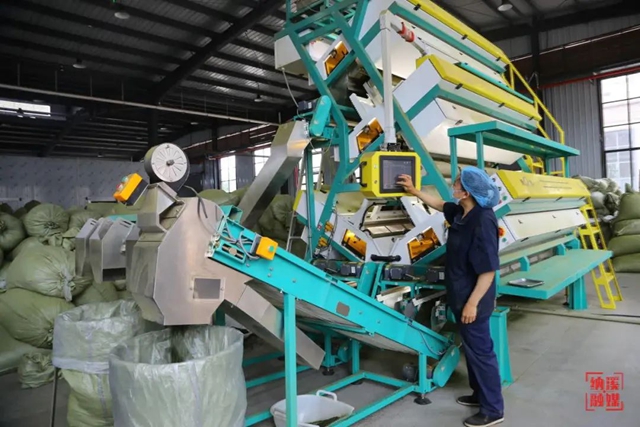 乡村行 看振兴 | 纳溪：从鲜叶到碾茶，传统茶区蹚出抹茶产业新路