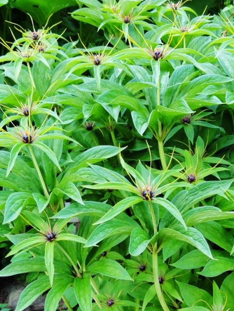 【1000余例蛇咬伤】泸州男子用嘴吸蛇毒,夫妻俩人差点……(图8) 8.jpg