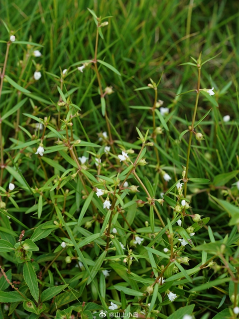 【1000余例蛇咬伤】泸州男子用嘴吸蛇毒,夫妻俩人差点……(图10) 10.jpg
