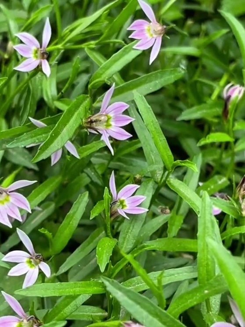 【1000余例蛇咬伤】泸州男子用嘴吸蛇毒，夫妻俩人差点……