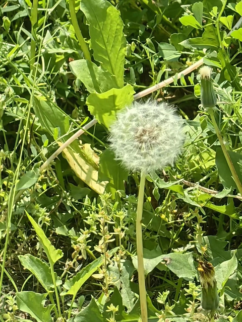 【1000余例蛇咬伤】泸州男子用嘴吸蛇毒,夫妻俩人差点……(图11) 11.jpg