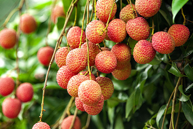 此心安处是吾乡——一枚荔枝里的古今乡愁与民心安处(图4) 图片4.jpg