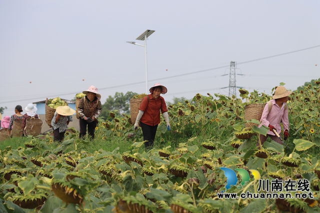 村民们采收向日葵1（李桂涟摄）.jpg