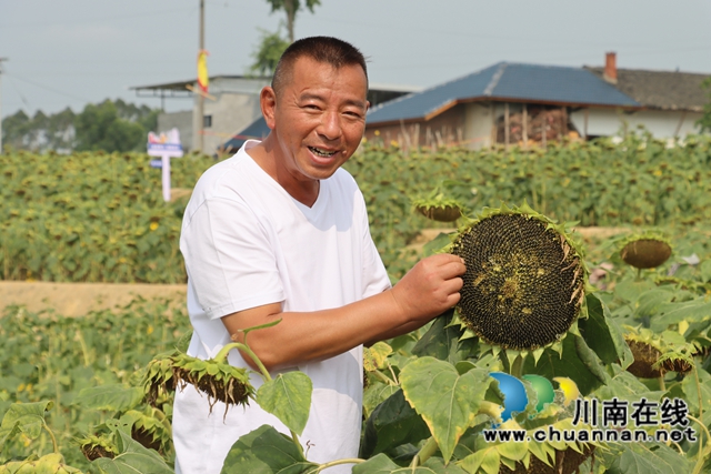 村党总支书记、村主任周兴海展示向日葵（李桂涟摄）.jpg