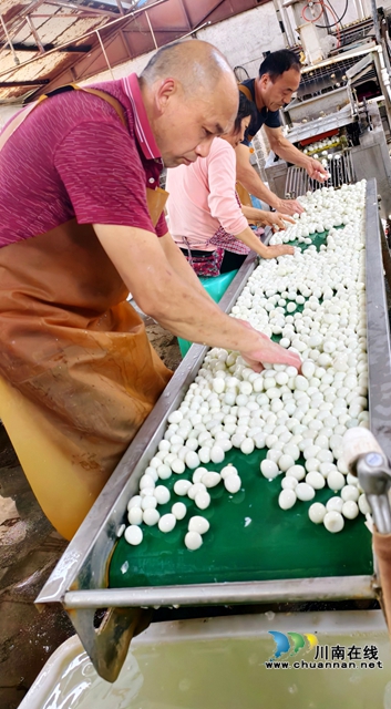 图2：工人们在筛选破损鹌鹑蛋.jpg