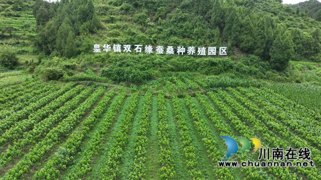 古蔺皇华：科技赋能蚕桑产业“蝶变”