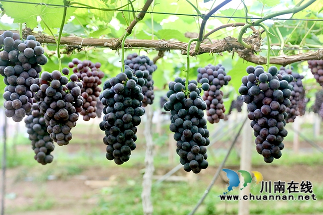 金龙葡萄园的“南太湖特早” (2).jpg