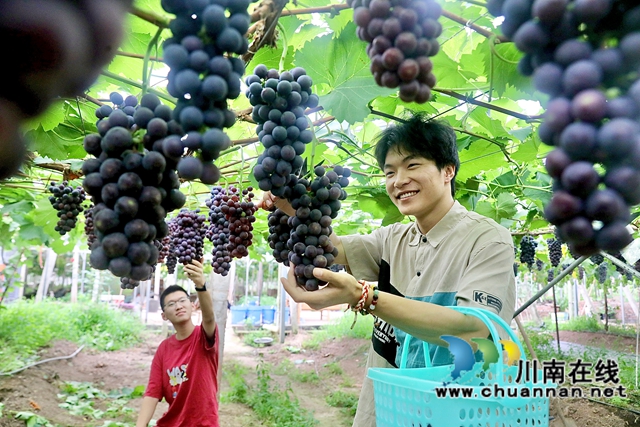 金龙葡萄园的“南太湖特早” (3).jpg