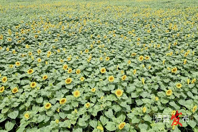 家人们,泸县那片向日葵花海变样啦(图1) 1.jpg