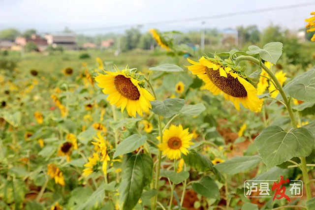家人们,泸县那片向日葵花海变样啦(图2) 2.jpg