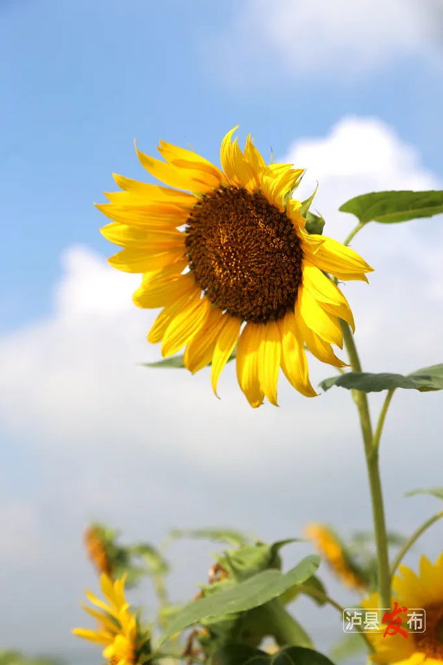 家人们,泸县那片向日葵花海变样啦(图3) 3.jpg