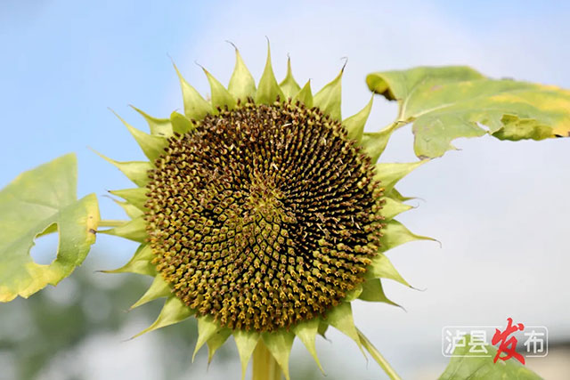 家人们,泸县那片向日葵花海变样啦(图5) 5.jpg