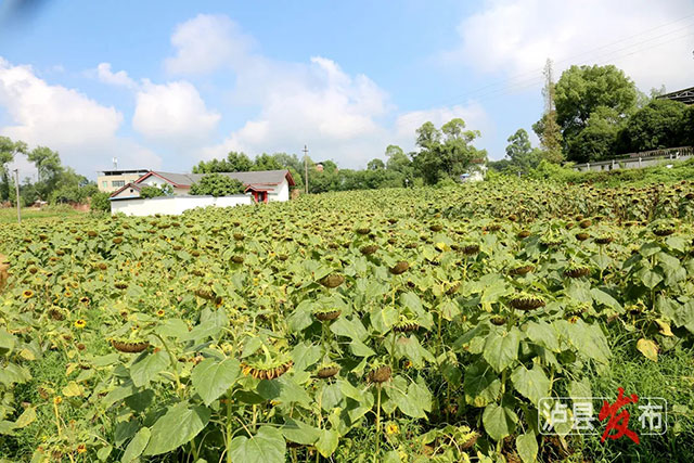 家人们,泸县那片向日葵花海变样啦(图4) 4.jpg